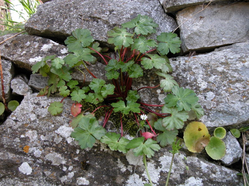 Geranium lucidum